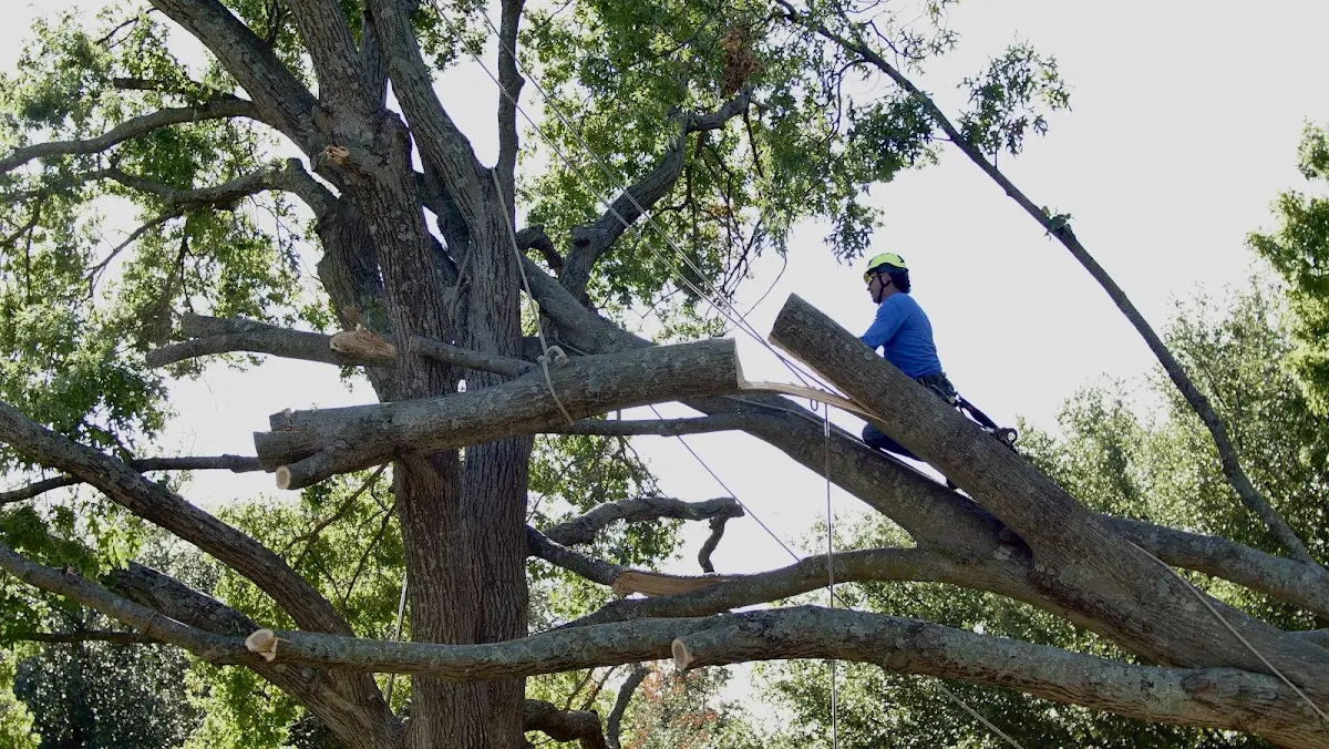 Professional Hazardous Tree Removal performed by certified arborists in Alden